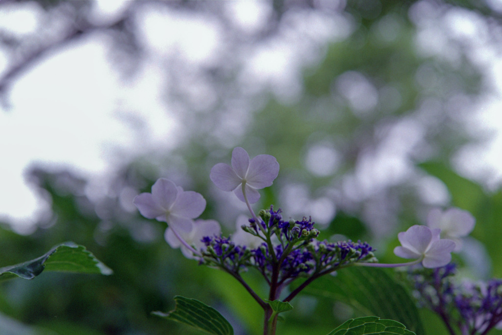 相模原北公園【紫陽花：ミハラヤエ】20210613銀塩