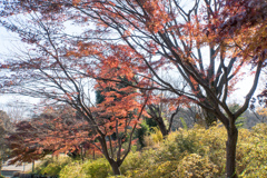 府中市郷土の森【モミジの滝付近の紅葉】①20211204