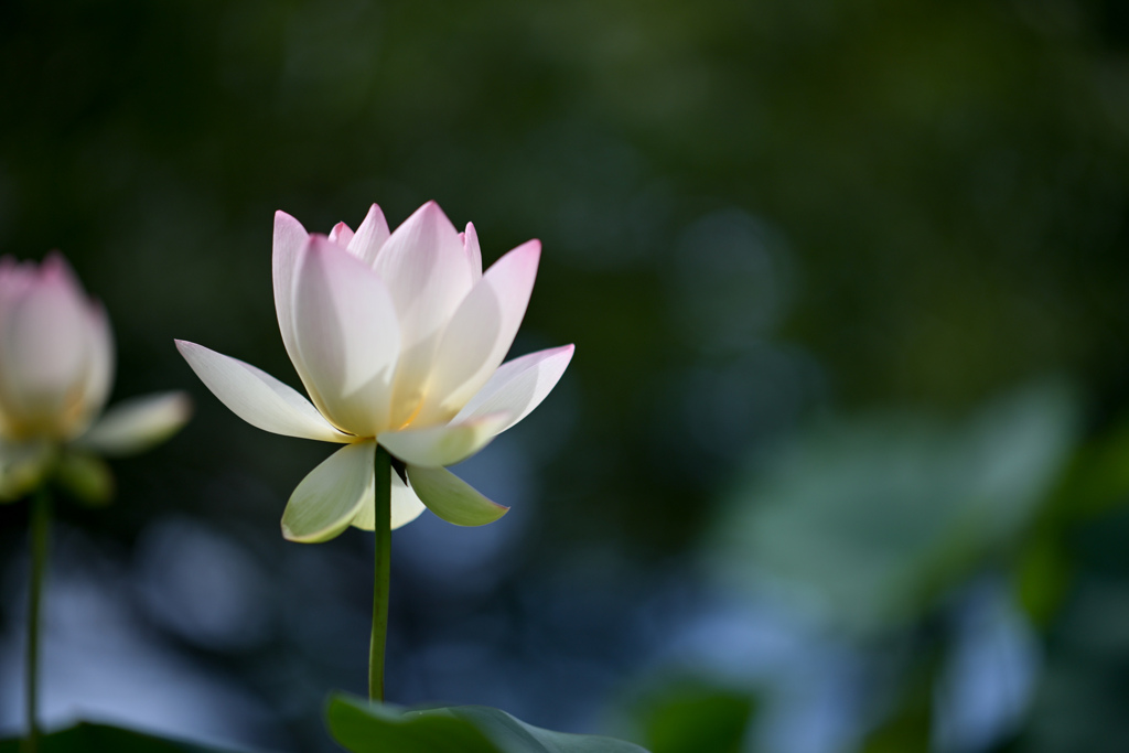 大船フラワーセンター【蓮の花：黄陽】20240730