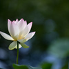大船フラワーセンター【蓮の花：黄陽】20240730