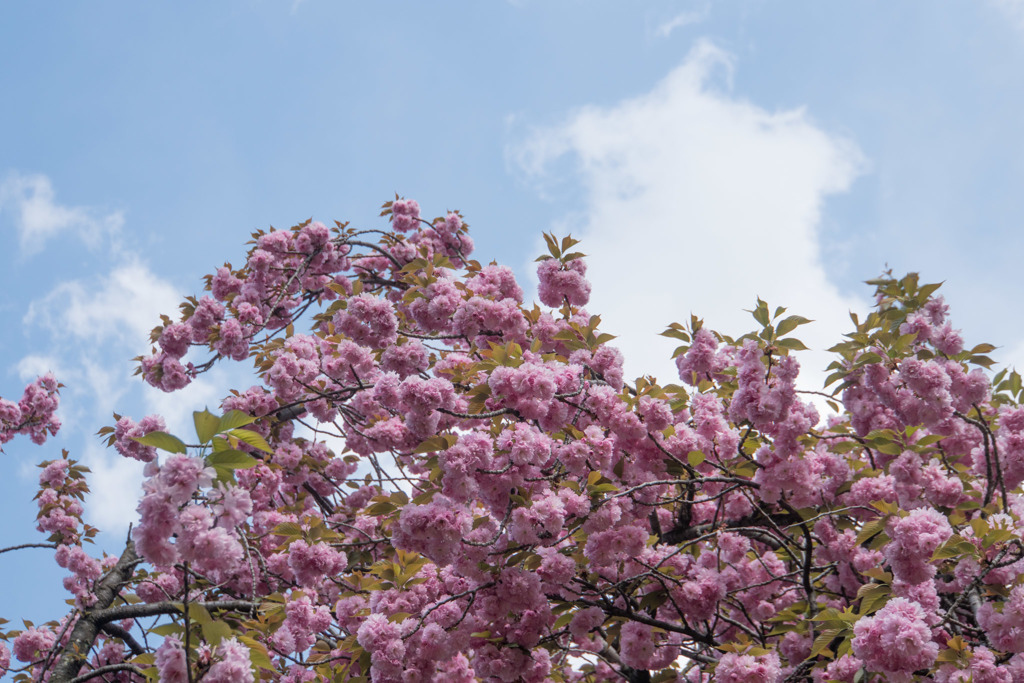 新宿御苑【里桜：関山】①20180408
