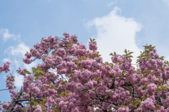 新宿御苑【里桜：関山】①20180408