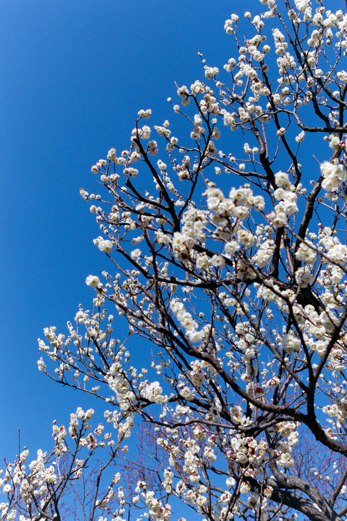 府中市郷土の森【梅の花：八重野梅】20200211