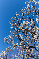 府中市郷土の森【梅の花：八重野梅】20200211