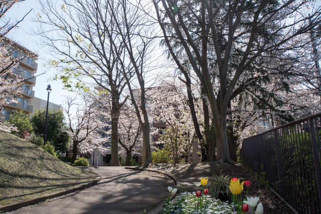 近所のサクラ【市ケ尾第三公園】①20200402
