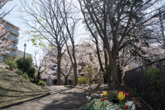 近所のサクラ【市ケ尾第三公園】①20200402