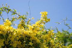 神代植物公園【カロナイナジヤスミン】②20170423