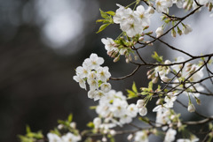 泉の森公園【桜：大島桜】20180324