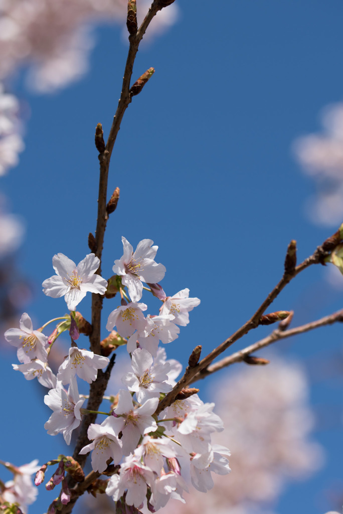 大船FC【桜：玉縄桜】②20190309