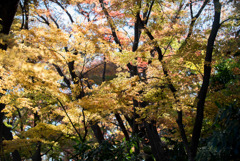 新宿御苑【下の池付近の紅葉】③20171209