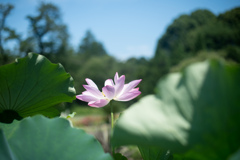 神代植物公園【蓮の花：玄武紅蓮】20230712