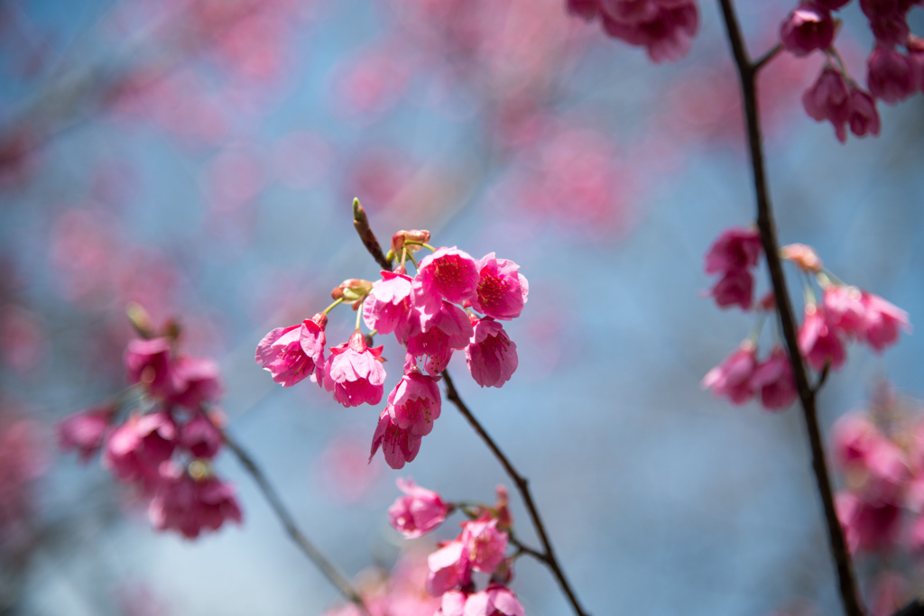 新宿御苑【早咲き桜：ヒマラヤ緋桜】②20220320