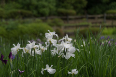 薬師池公園【花菖蒲(白系)】①20200531