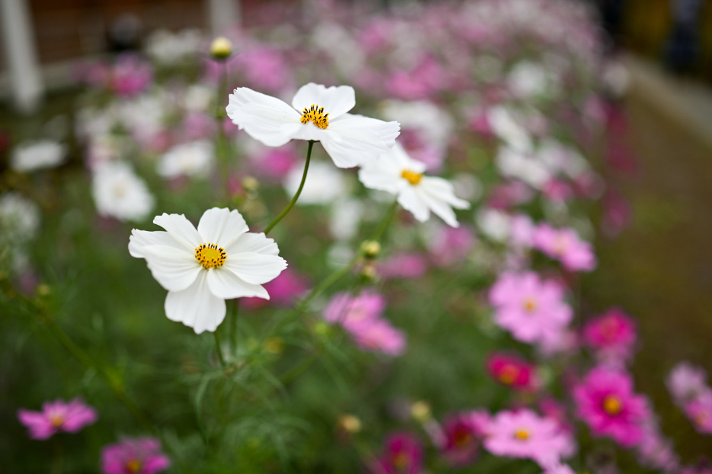 大船フラワーセンター【コスモス：白系】20251102