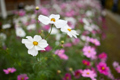 大船フラワーセンター【コスモス：白系】20251102