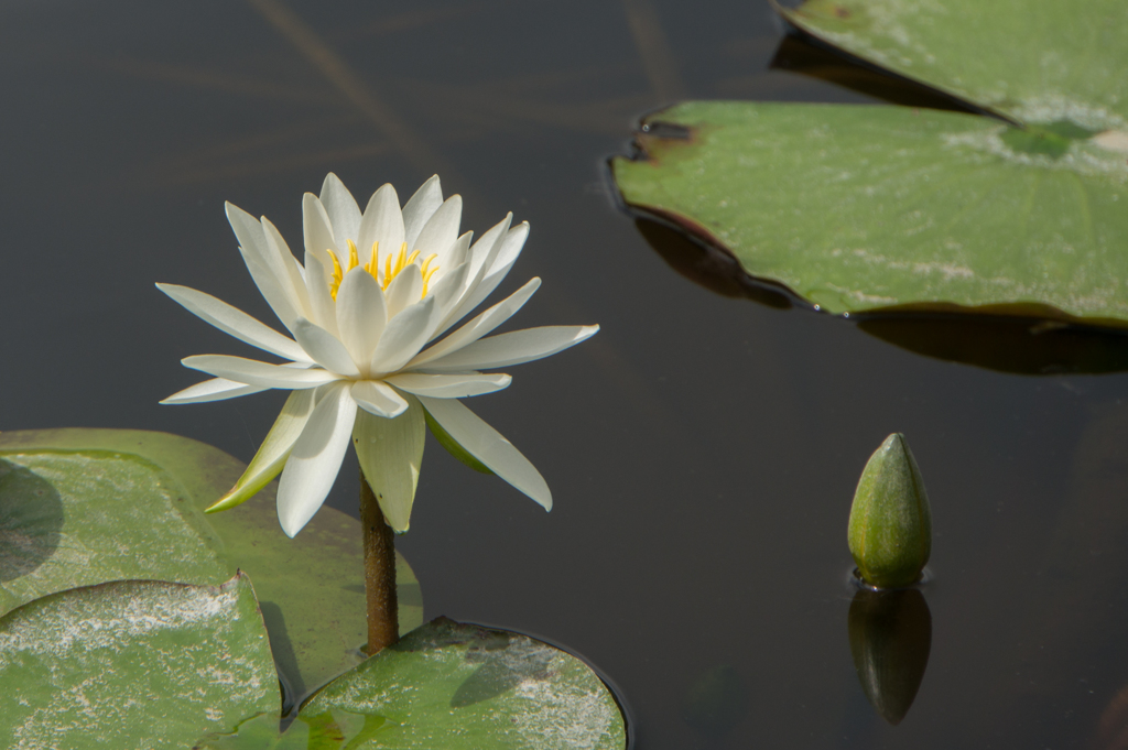 【大船植物園(睡蓮)】20160903