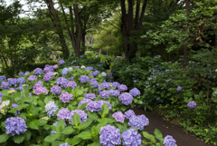 府中市郷土の森【県木園奥の道のアジサイ】②20190629