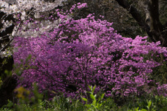 神代植物公園【ミツバツツジ】20180331