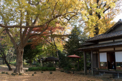 六義園【心泉亭の紅葉】20181201