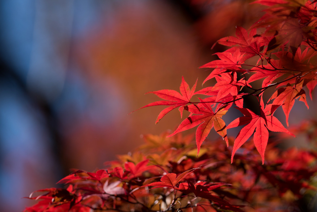 【薬師池公園(紅葉)】⑦20151121