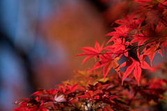 【薬師池公園(紅葉)】⑦20151121