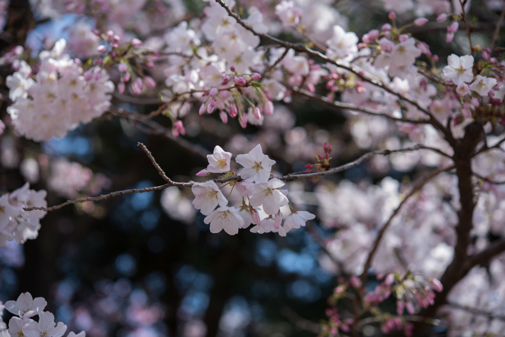 新宿御苑【桜：アメリカ】①20180325