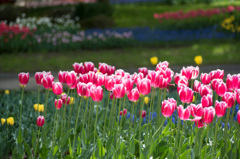 【昭和記念公園(メリープリンス)】②20150418