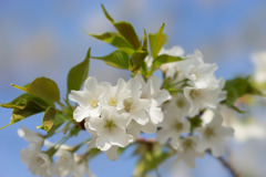 テリタビーズ公園【大島桜】②20190331