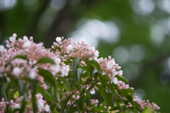 神代植物公園【カルミア】②20180503