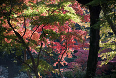 六義園【水香江の紅葉】①20181201