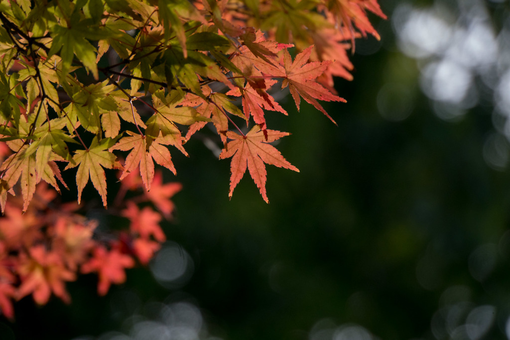 【近所の緑道の紅葉】③20171123