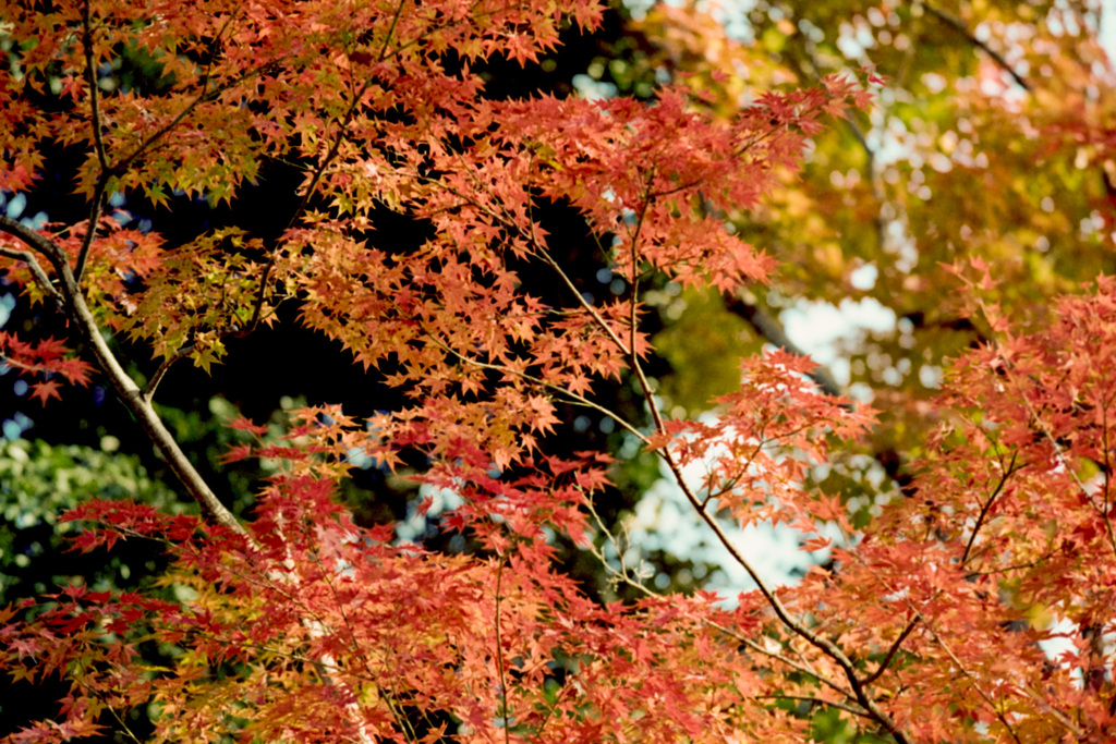 神代植物公園【自由広場の紅葉】⑰20201213