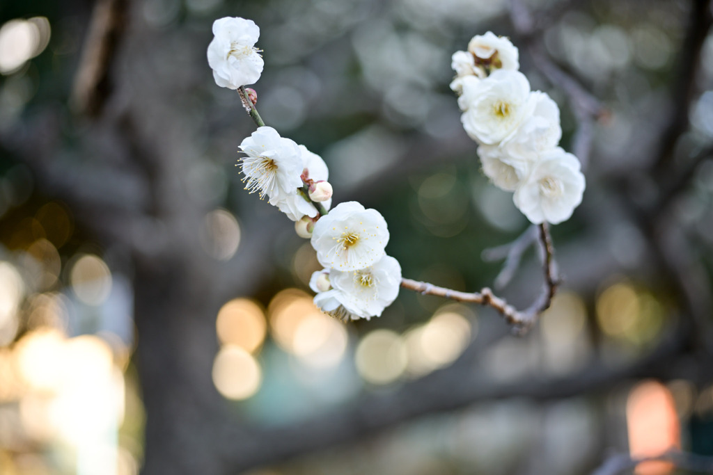 大船フラワーセンター【早咲きの梅：八重茶青】②20260125