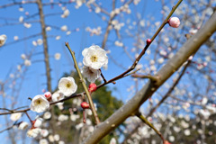 小田原フラワーガーデン【梅の花：花香美】20260130