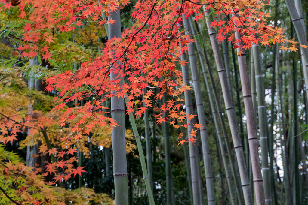 京都紅葉狩り【北野天満宮：紅葉】③20201122