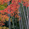 京都紅葉狩り【北野天満宮：紅葉】③20201122