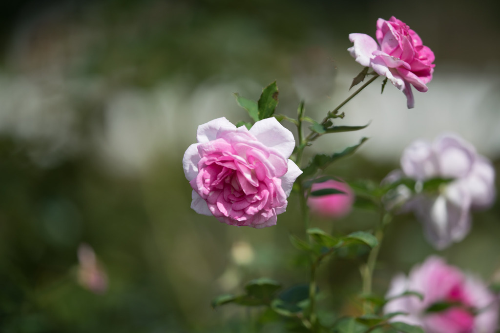 生田緑地ばら苑【秋バラ：コティリオン】②20201016