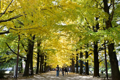 昭和記念公園【かたらいのイチョウ並木】①20251117