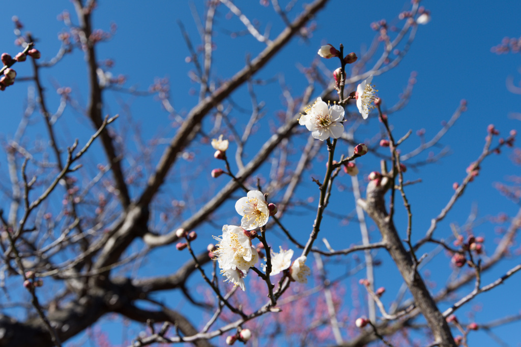 【小田原フラワーガーデン(雪月花)】20150214