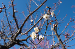 【小田原フラワーガーデン(雪月花)】20150214