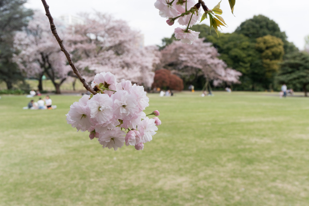 新宿御苑の桜【一葉】②20210401