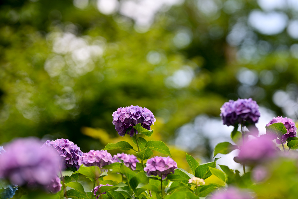 薬師池公園【紫陽花：アジサイ山】④20240620