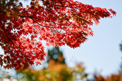 昭和記念公園【日本庭園：清池軒の大モミジ】②20241119