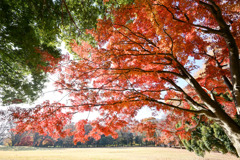 神代植物公園【自由広場(芝生沿い紅葉)】20251130