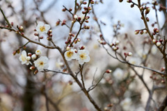 大倉山梅林【梅の花：古今集】②20250214