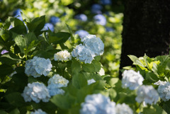 相模原北公園【紫陽花： シロテマリ】20190616