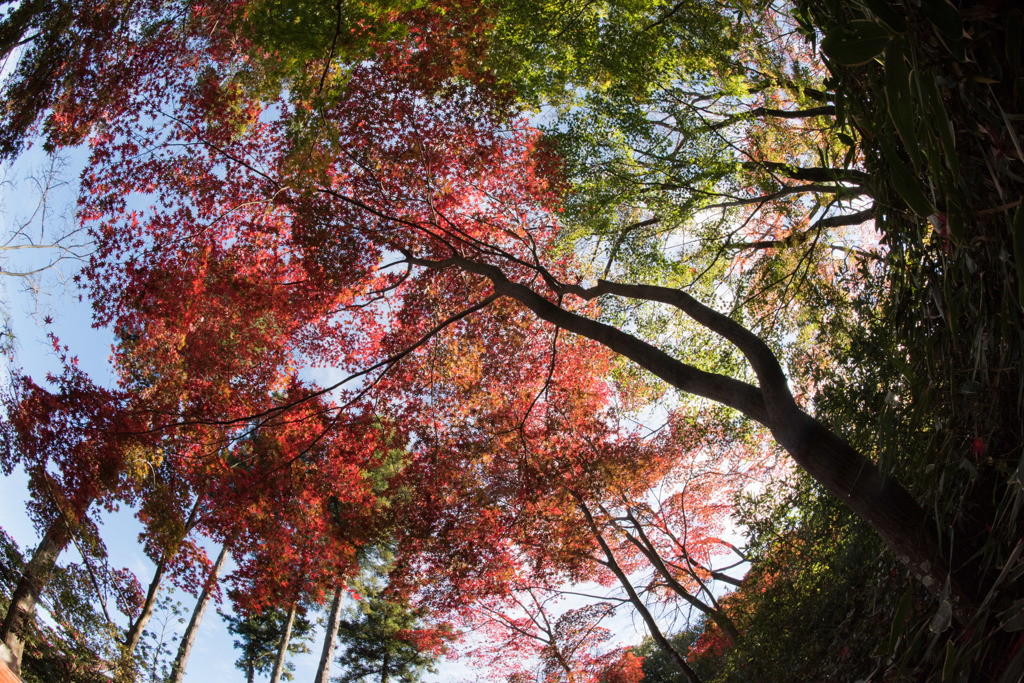 【薬師池公園(紅葉)】②20151121