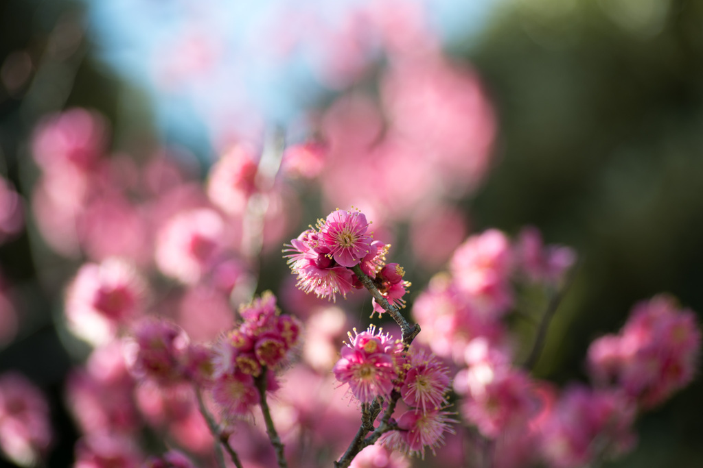 大船フラワーセンター【梅の花：大盃】①20210206