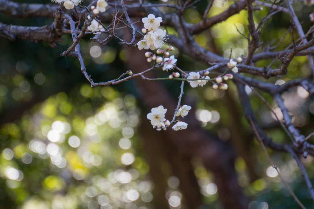 新宿御苑【梅】③20170204
