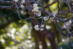 新宿御苑【梅】③20170204